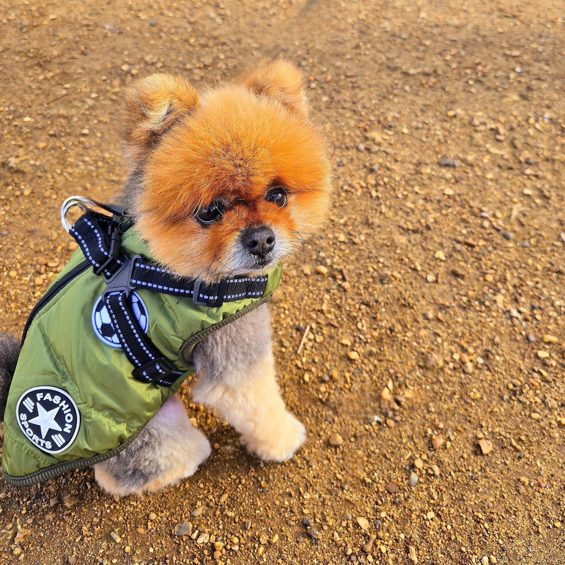 Waterproof  Padded Dog Coat - ECOVIRA