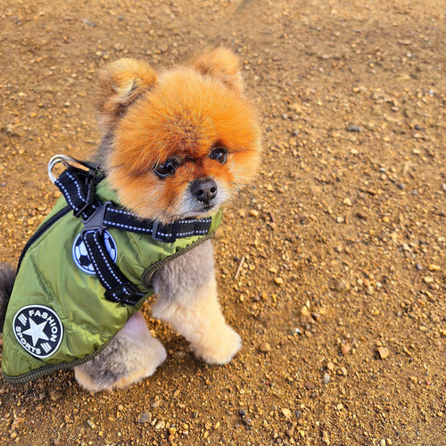 Waterproof  Padded Dog Coat - ECOVIRA